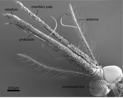 A micrograph of a mosquito head with complex eyes at the bottom right, antenna visible, and mouthparts labeled